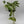 Pothos Marble Queen