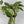 Pothos Marble Queen