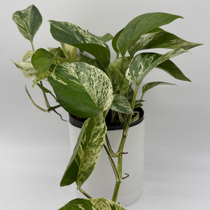 Pothos Marble Queen