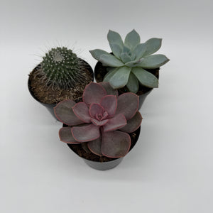 Succulent & Cactus Mystery Bundle Box - 3 Plants