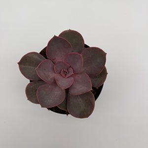 Succulent & Cactus Mystery Bundle Box - 3 Plants