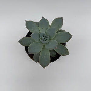 Succulent & Cactus Mystery Bundle Box - 3 Plants