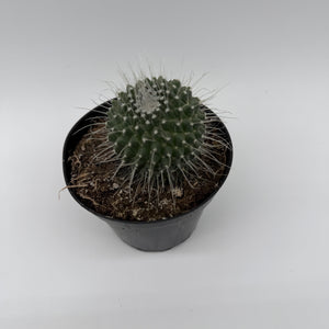 Succulent & Cactus Mystery Bundle Box - 3 Plants