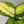 Dieffenbachia ‘Martha’