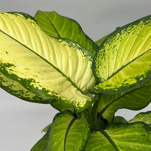 Dieffenbachia ‘Martha’