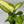 Dieffenbachia ‘Martha’