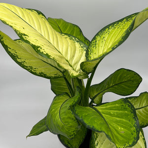 Dieffenbachia ‘Martha’