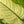 Dieffenbachia ‘Martha’