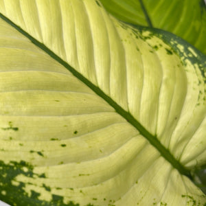 Dieffenbachia ‘Martha’