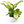 Dieffenbachia ‘Martha’