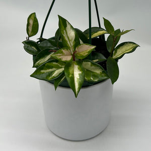 Hoya Carnosa