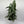 Pothos Cebu Blue