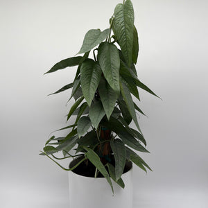 Pothos Cebu Blue