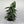 Pothos Cebu Blue