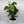 Hawaiian Pothos