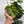 Hawaiian Pothos