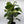 Hawaiian Pothos