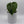 Philodendron McDowell