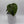Philodendron McDowell