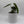 Philodendron McDowell
