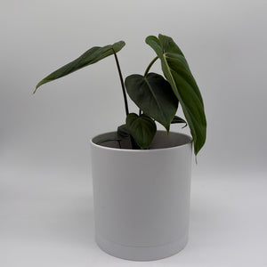 Philodendron McDowell