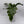 Philodendron Mayoi