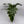 Philodendron Mayoi
