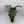 Philodendron Mayoi