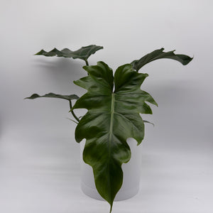 Philodendron Mayoi