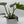 Philodendron Mayoi