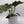 Philodendron Mayoi
