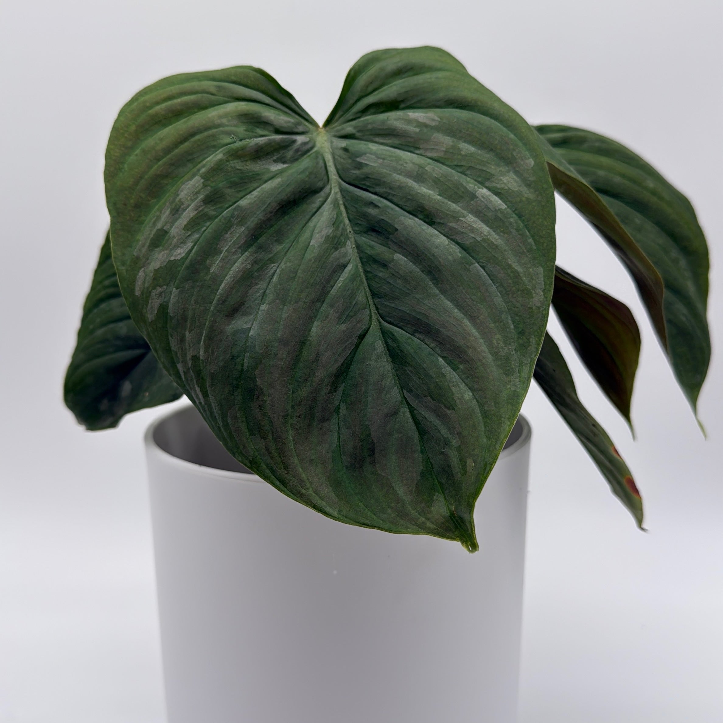 majestic philodendron Runo Plants | Indoor Plants