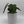 Philodendron Majestic