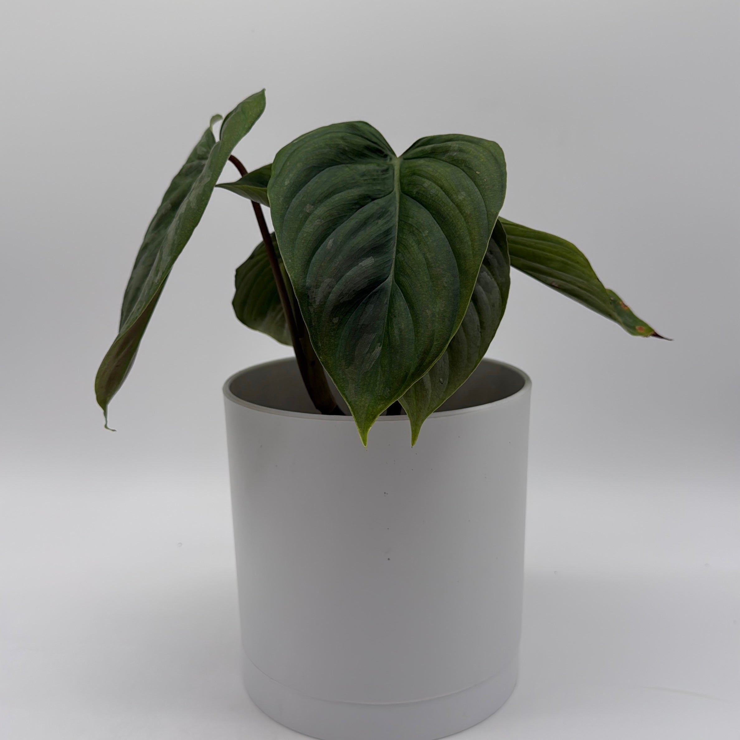 majestic philodendron Runo Plants | Indoor Plants