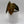 Philodendron Black Gold