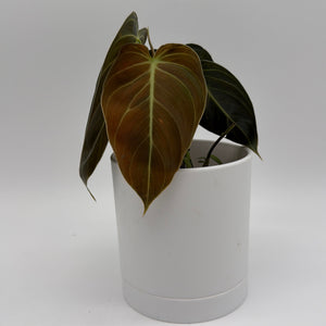 Philodendron Black Gold