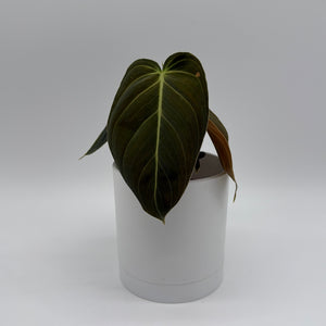 Philodendron Black Gold