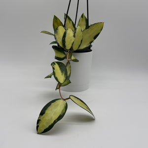 Inner Variegated Hoya Acuta