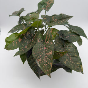 Syngonium Thai Pink Splash