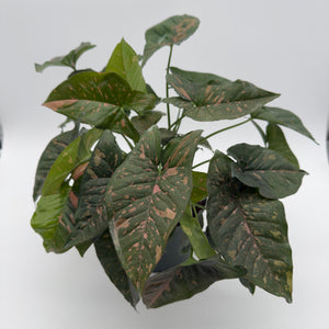 Syngonium Thai Pink Splash