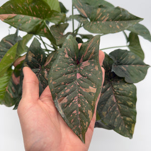 Syngonium Thai Pink Splash