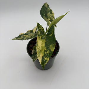 Variegated Syngonium Podophyllum Aurea