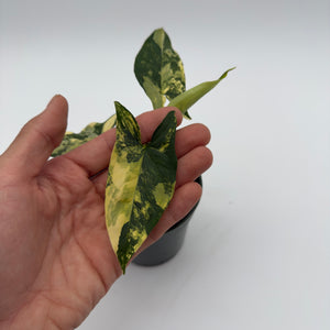 Variegated Syngonium Podophyllum Aurea