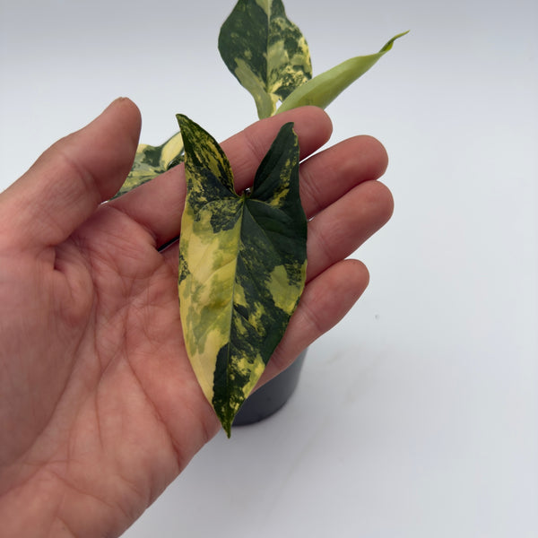 Variegated Syngonium Podophyllum Aurea