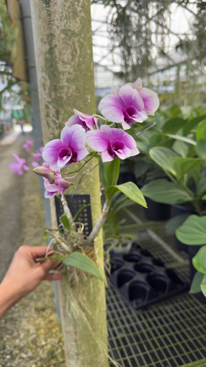 Mystery Blooming Orchid