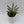 Variegated Sansevieria Boncellensis ‘Starfish’