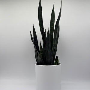 Sansevieria Zeylanica Dragon's Tooth
