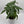 Money Tree