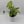 Syngonium Pink Vein