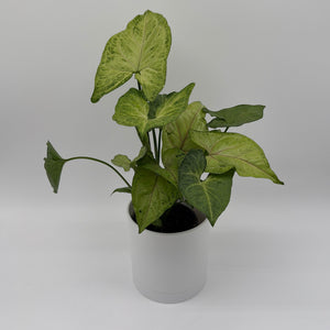 Syngonium Pink Vein